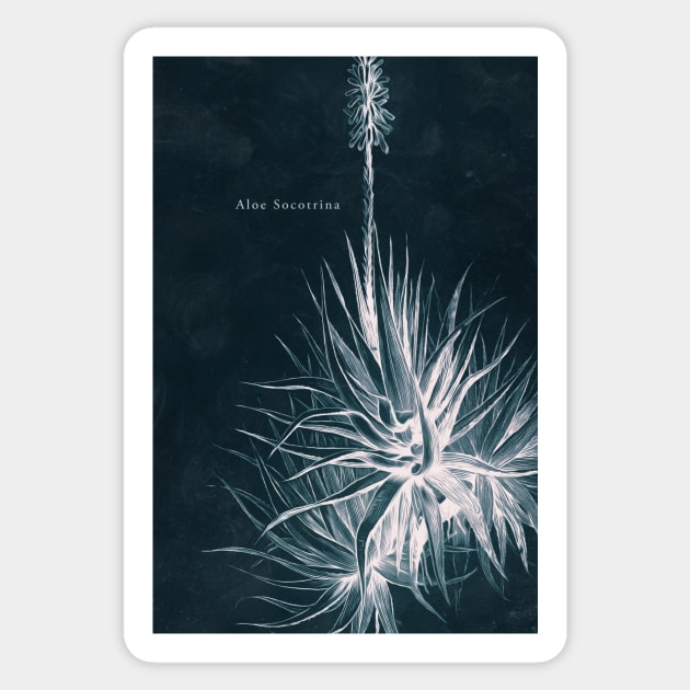 Cyanotype - Aloe Socotrina - C Sticker by PixelHunter